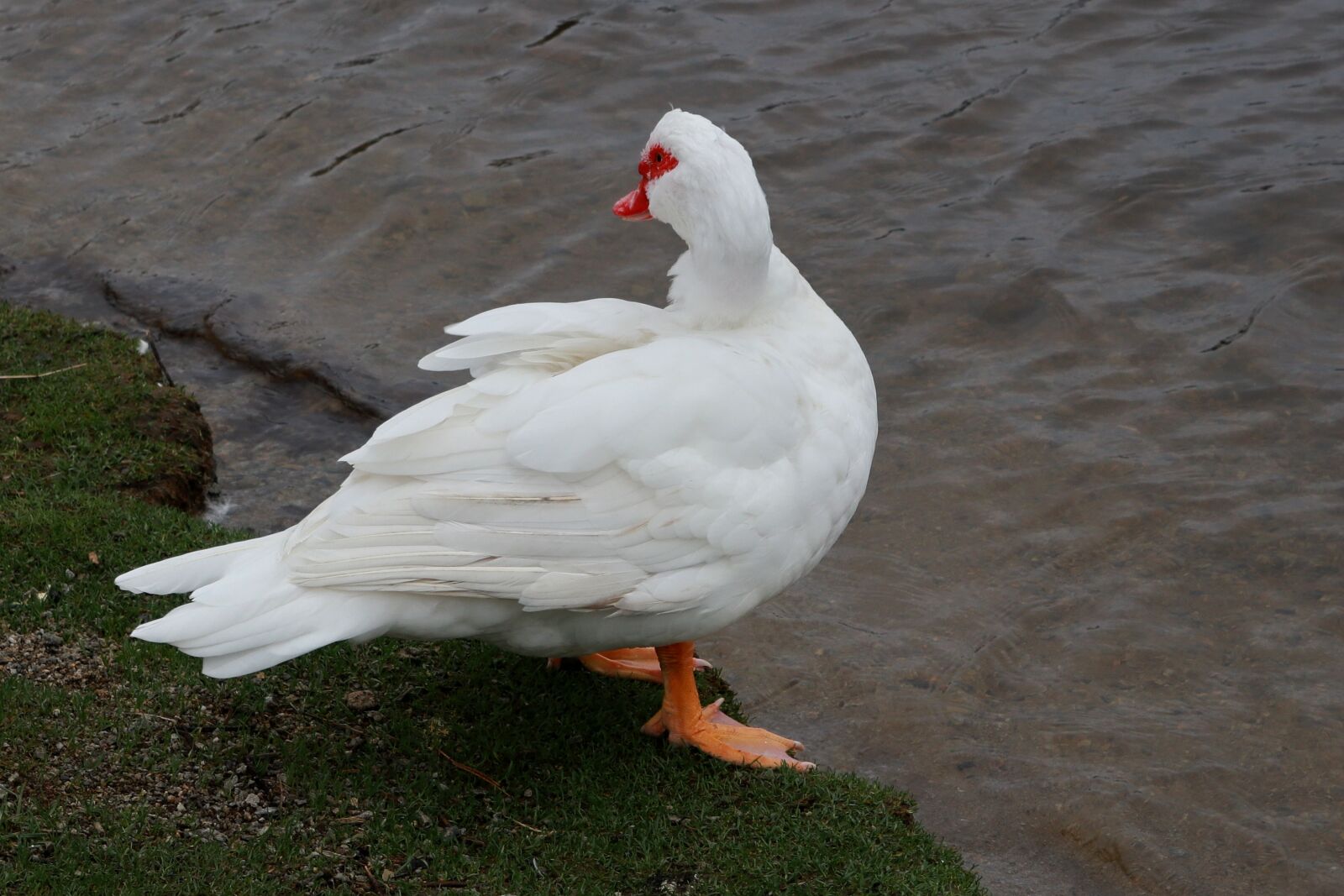 Canon PowerShot G1 X Mark III sample photo. Animal, duck, water photography