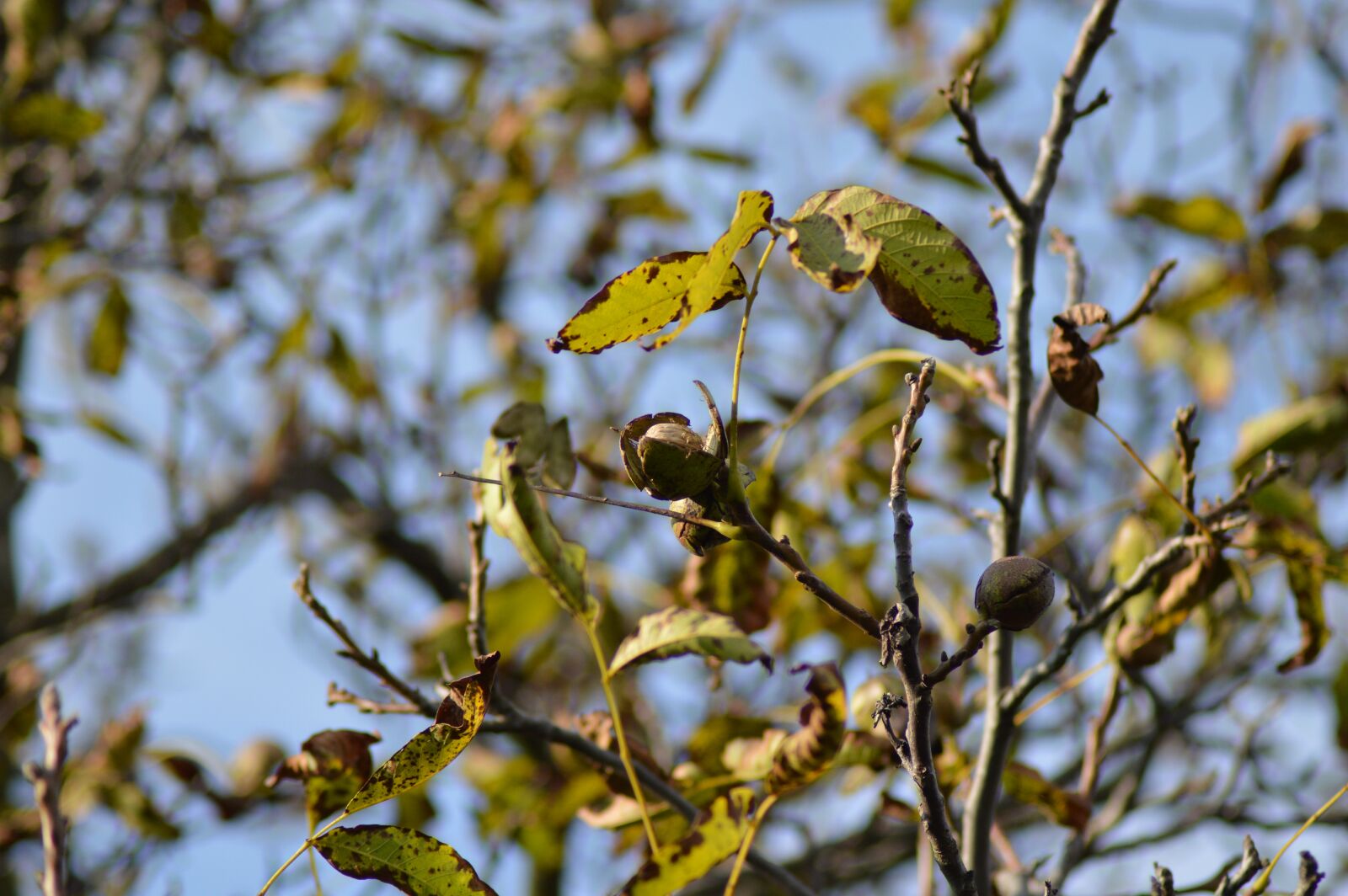 Nikon D3200 sample photo. Autumn, fruit, foliage photography