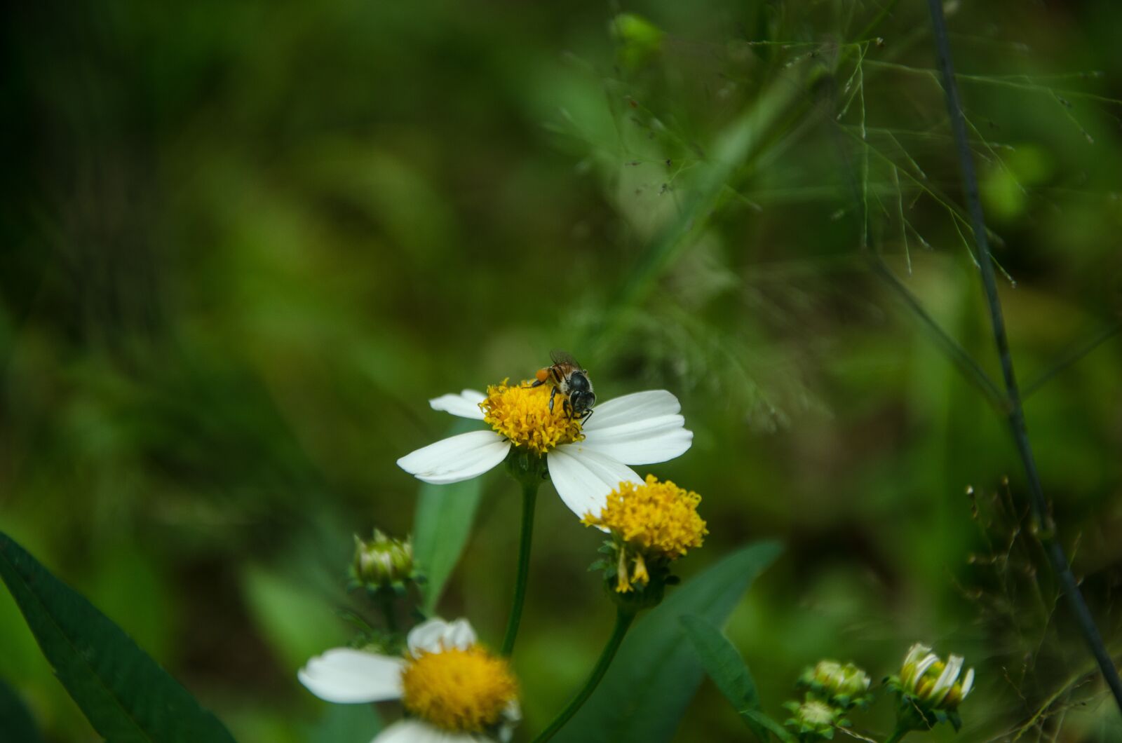 Nikon D7000 sample photo. Flower, bee, animal photography