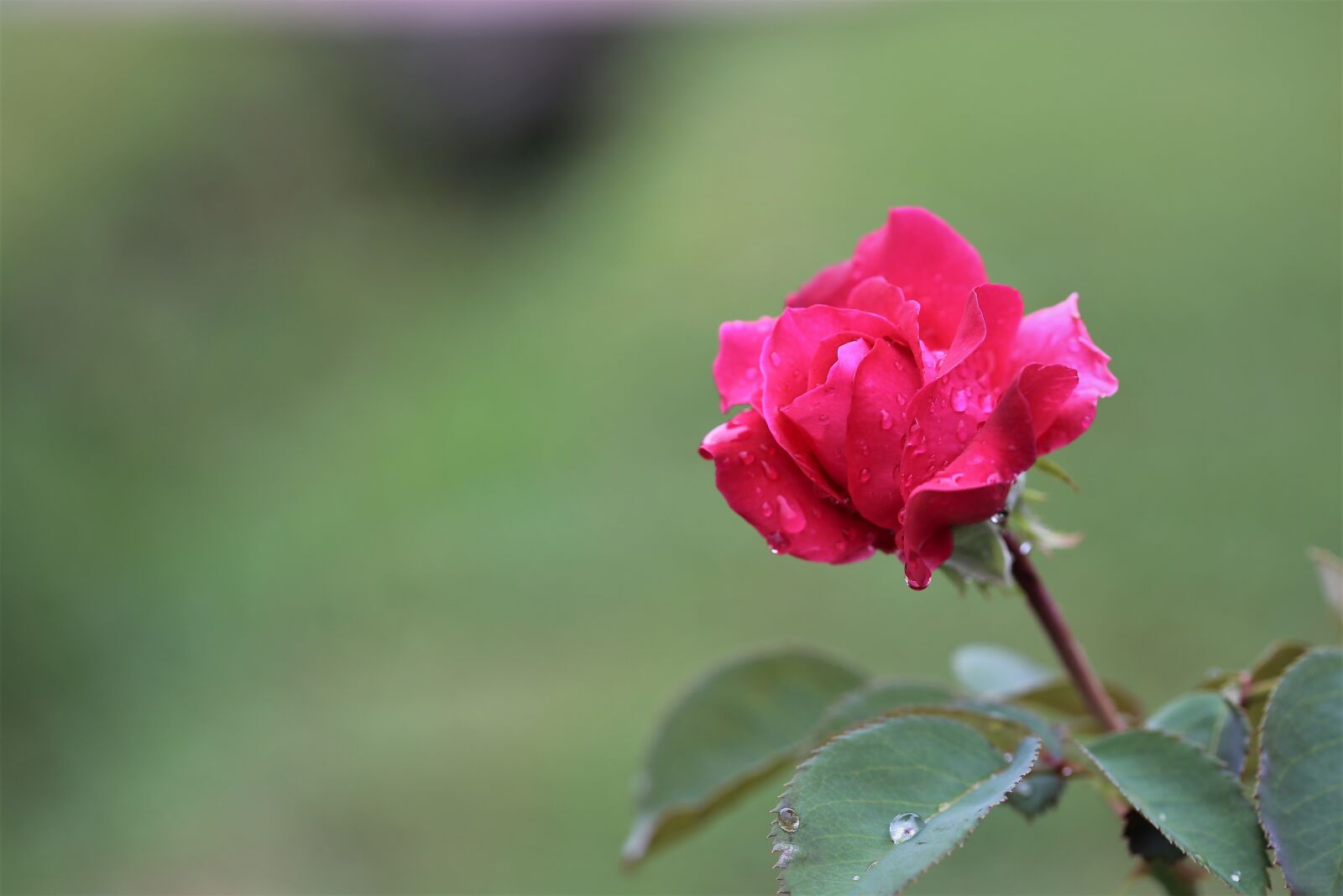 Canon EOS 6D + Canon EF 100mm F2.8 Macro USM sample photo. Red rose, after rain photography