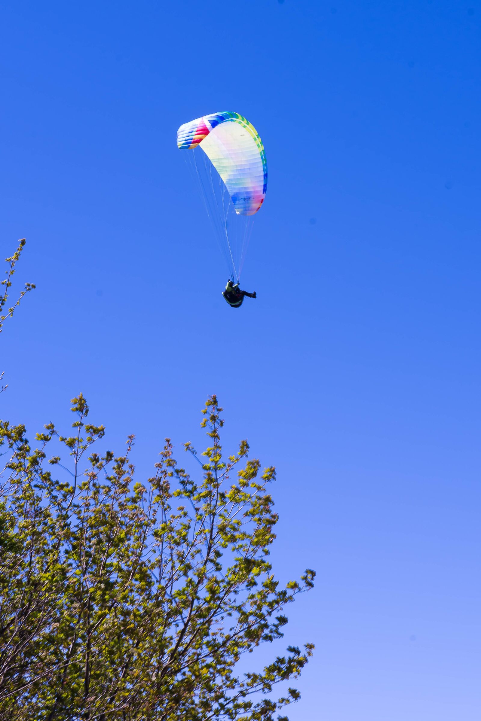 Nikon D7100 sample photo. Paraglider, icarus, birds like photography
