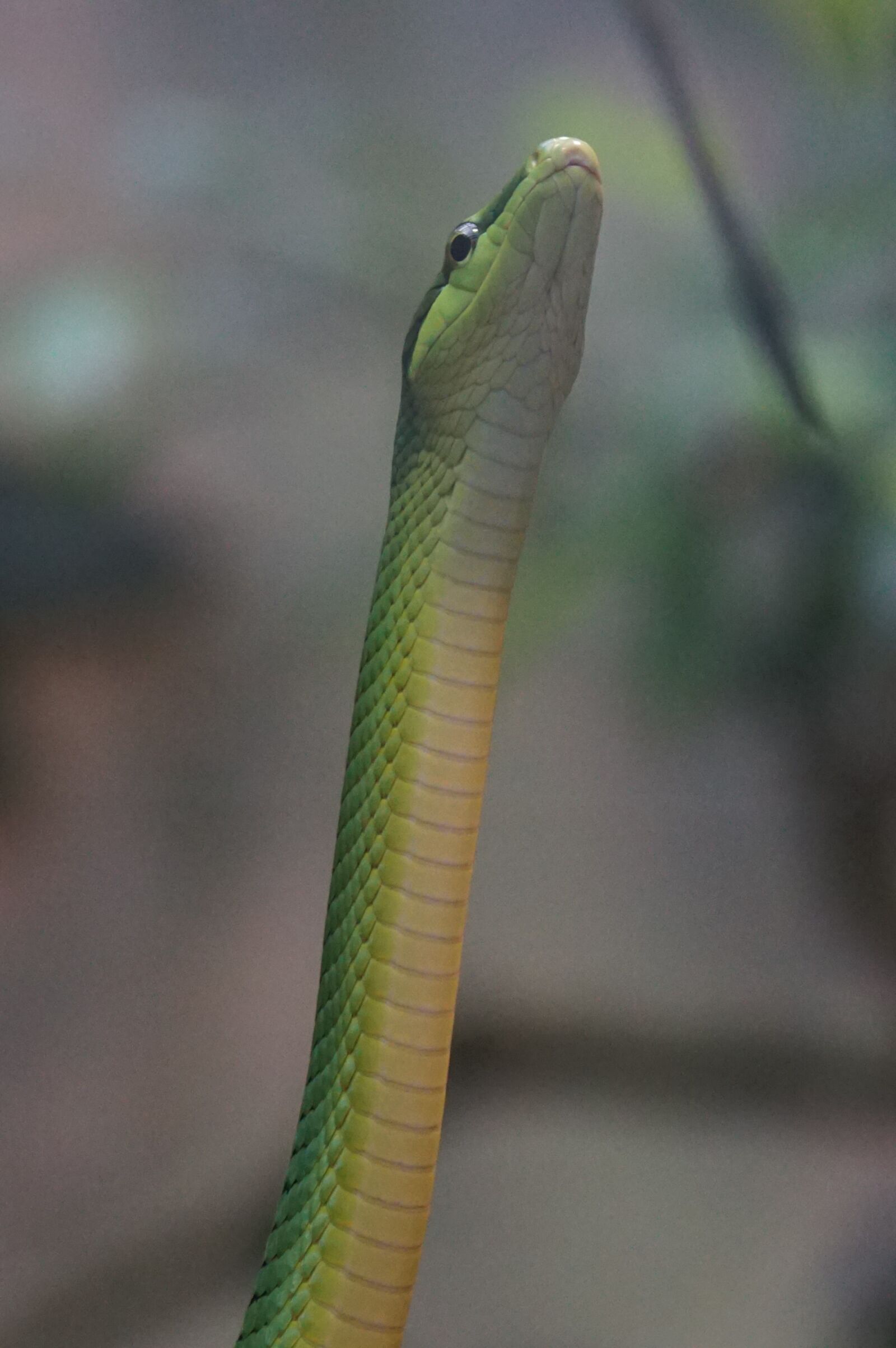 Sony ILCA-77M2 + Sony 70-400mm F4-5.6 G SSM sample photo. Snake, sharpnose snake, non photography
