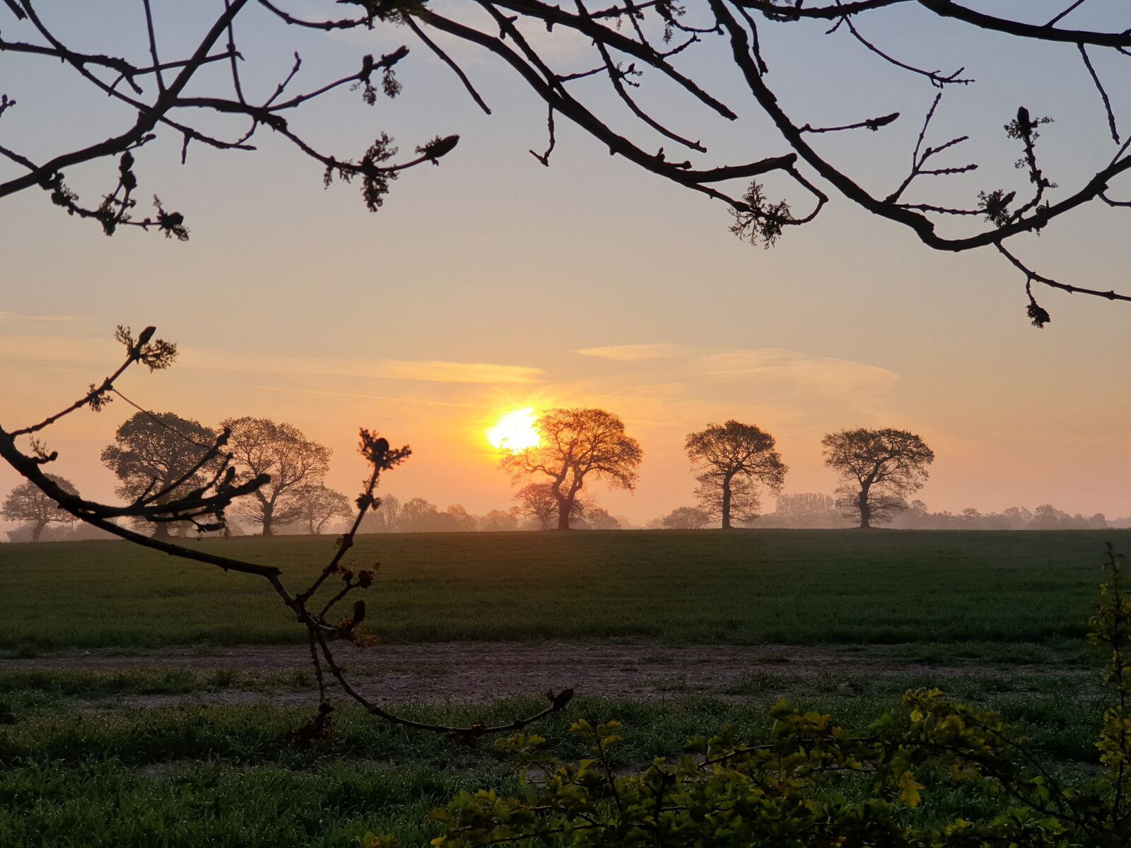 Samsung Galaxy Note9 sample photo. Sunrise, trees, nature photography
