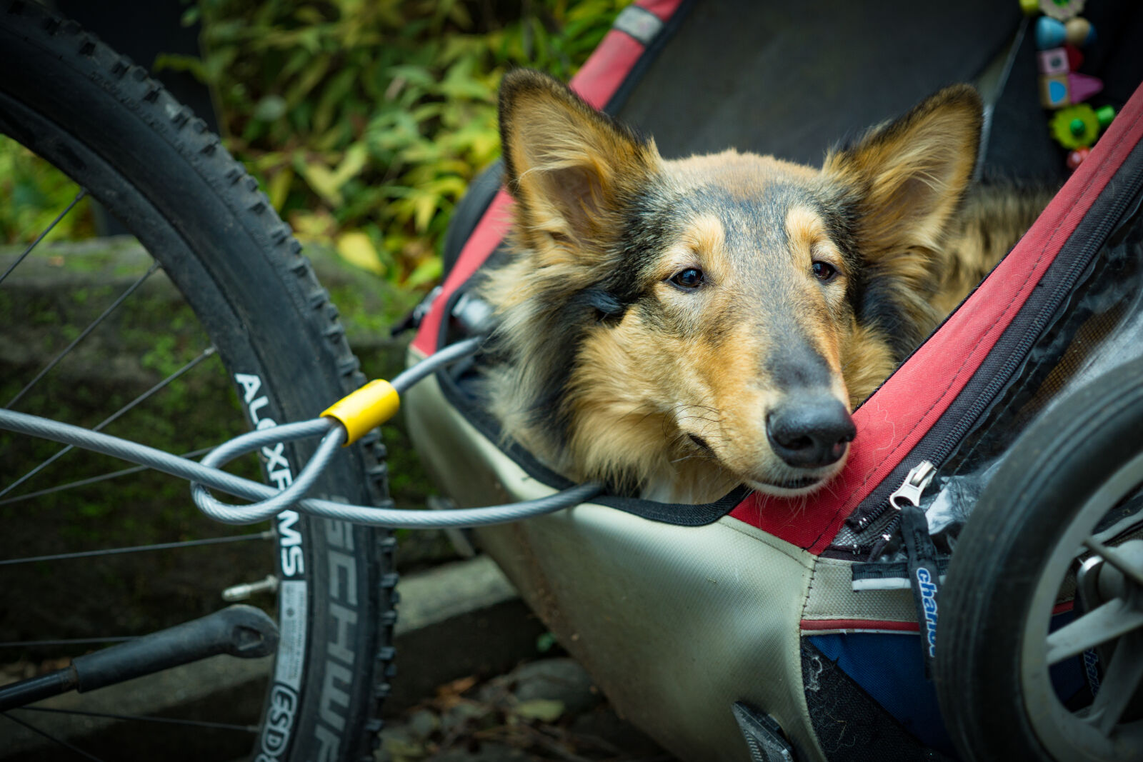 Sony a6000 + Sigma 30mm F2.8 EX DN sample photo. Animal, bike, blur, cable photography