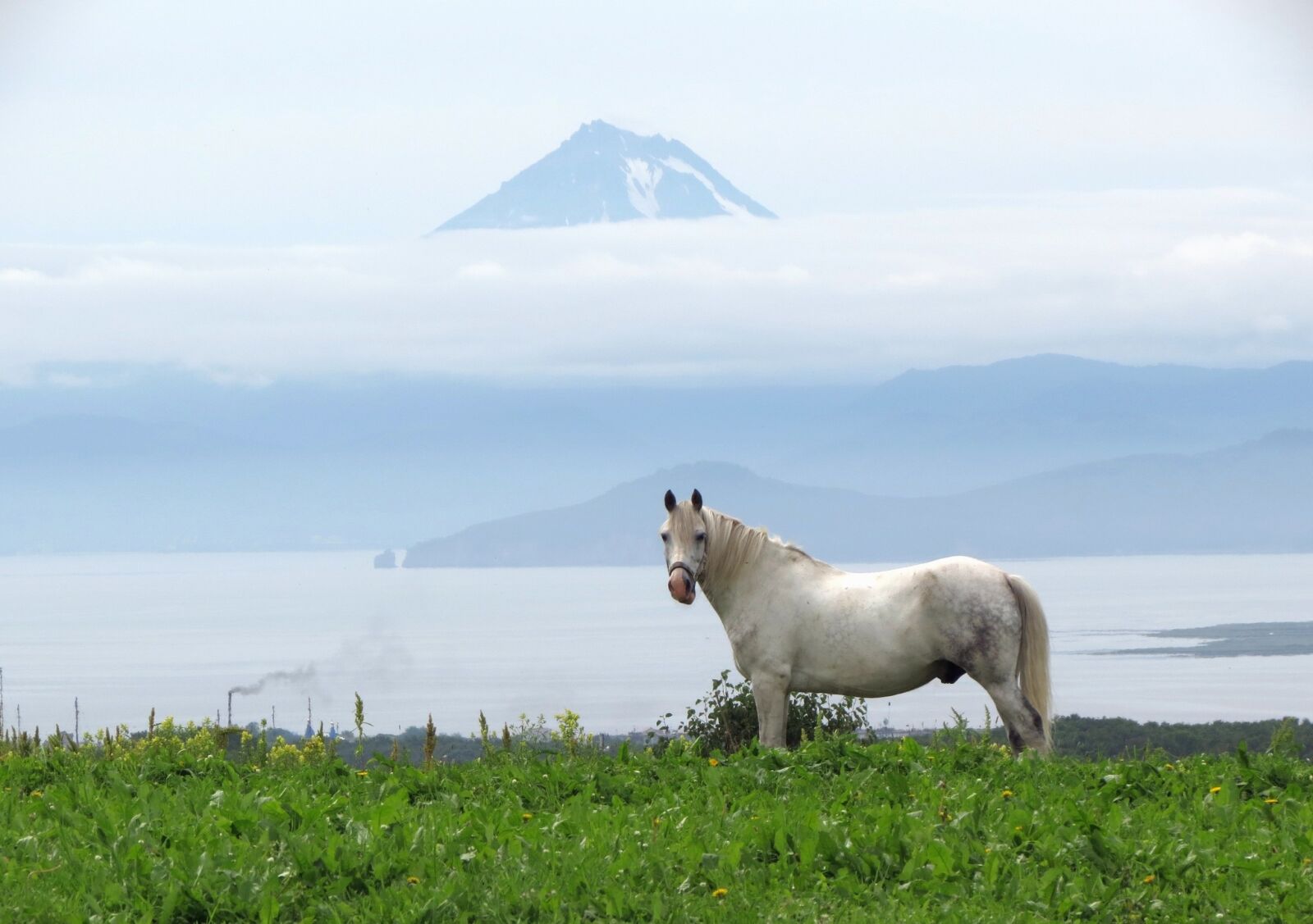 Canon PowerShot SX40 HS sample photo. Horse, animal, pasture photography