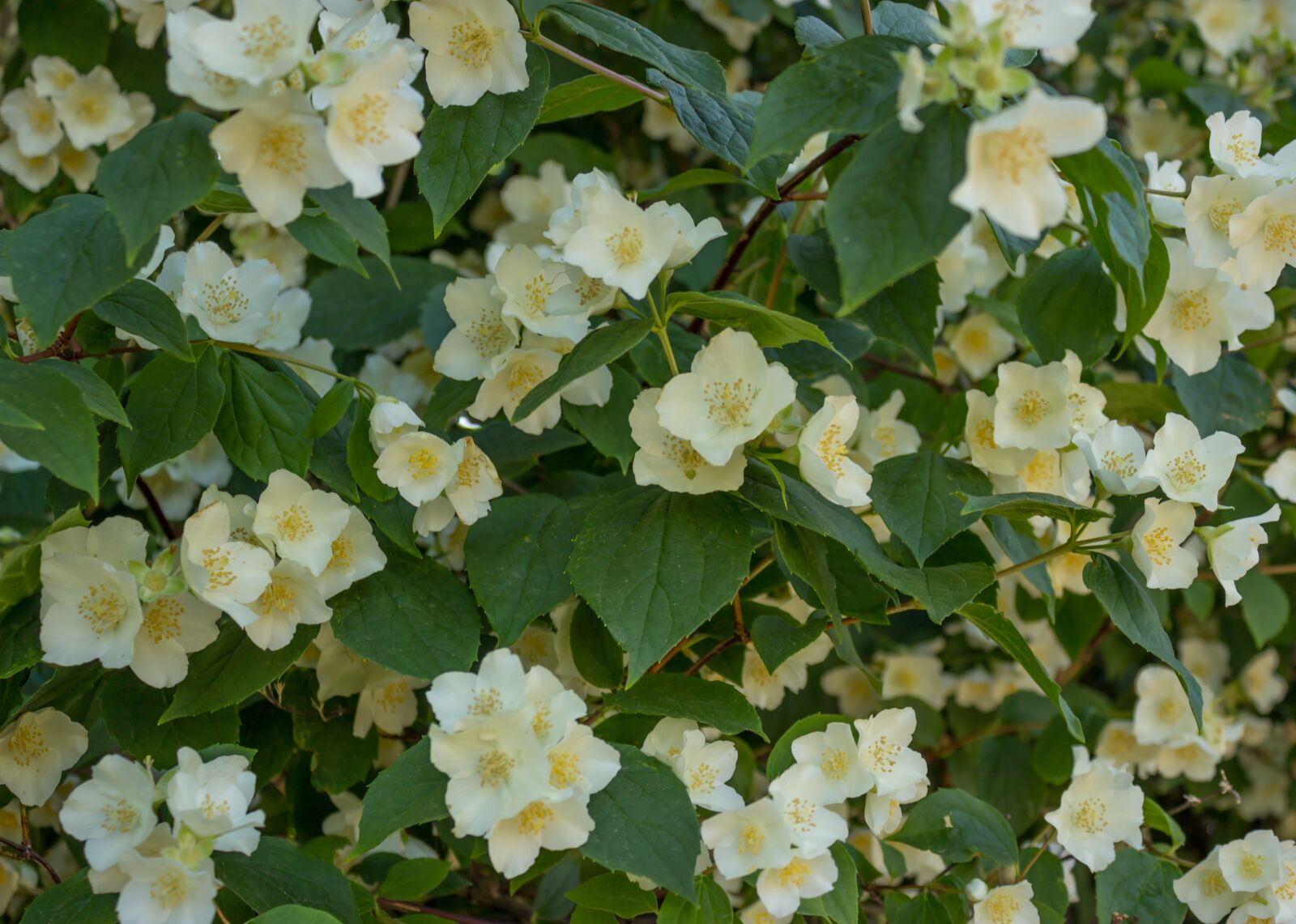 Canon EOS 600D (Rebel EOS T3i / EOS Kiss X5) sample photo. White, spring, blossom photography