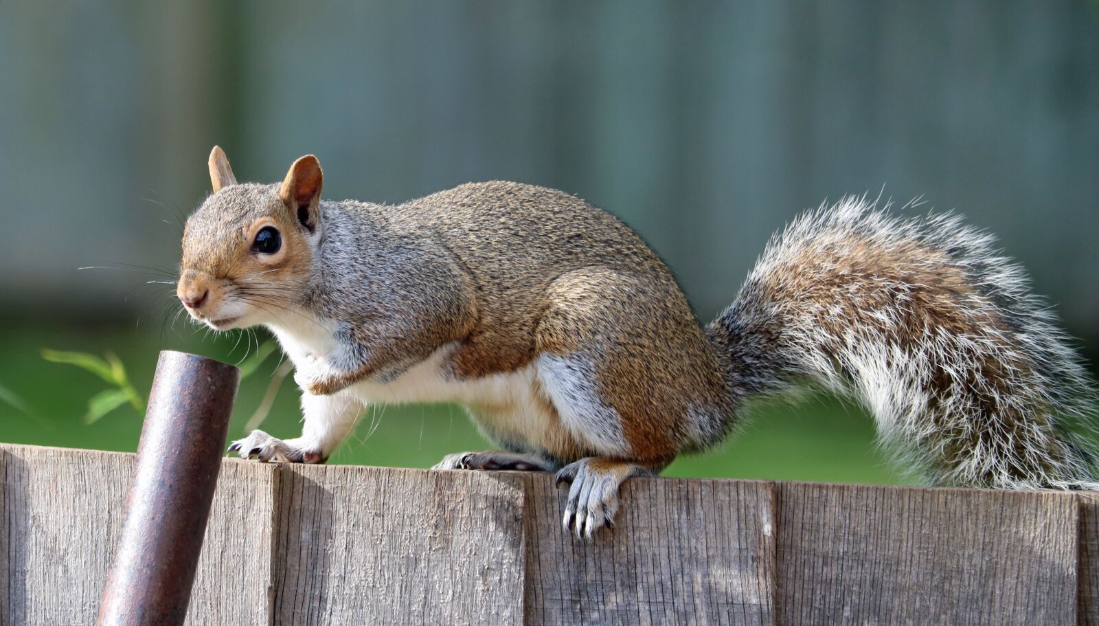 Canon EOS 750D (EOS Rebel T6i / EOS Kiss X8i) sample photo. Squirrel, grey, brown photography