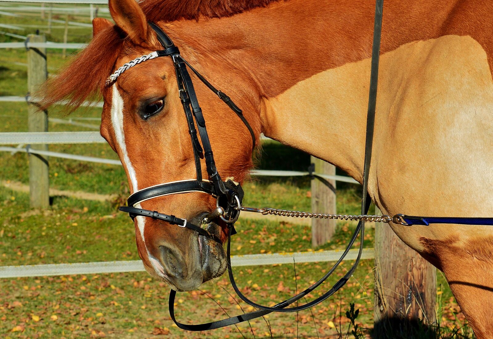 Nikon D3200 sample photo. Horse, brown, coupling photography