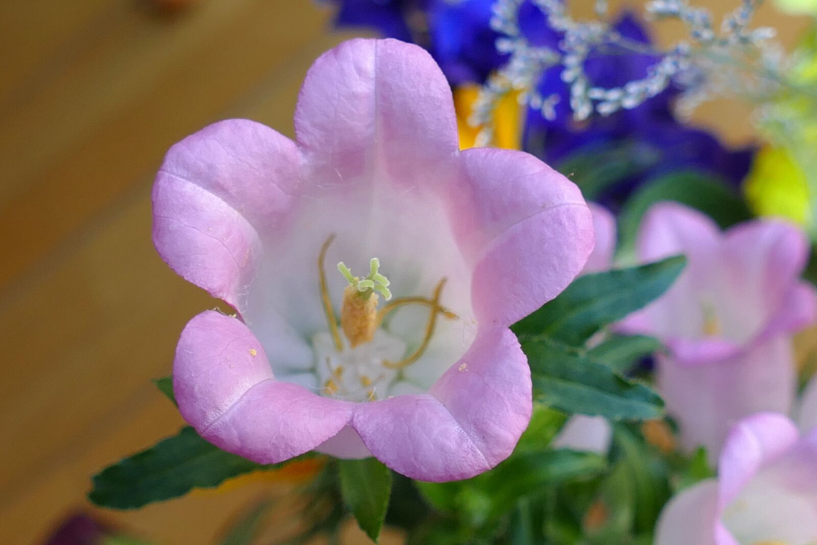 Panasonic Lumix DMC-FZ1000 sample photo. Canterbury bells, campanula medium photography