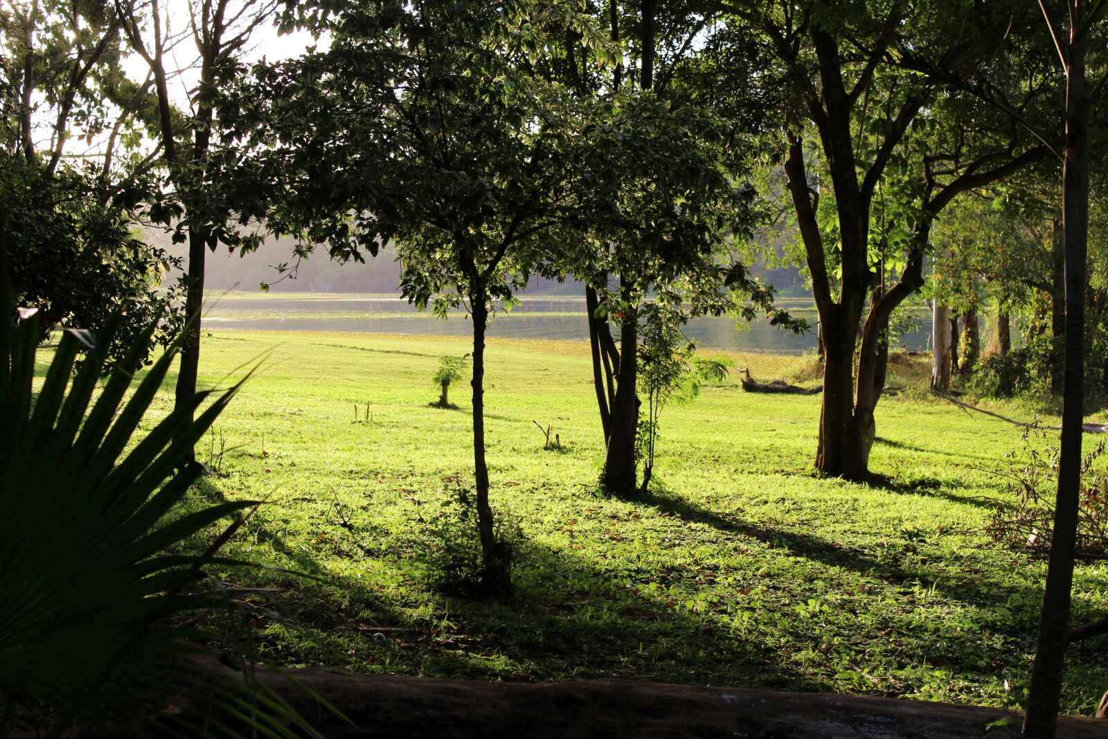 Canon EOS 1200D (EOS Rebel T5 / EOS Kiss X70 / EOS Hi) sample photo. Tree, nature, lawn photography