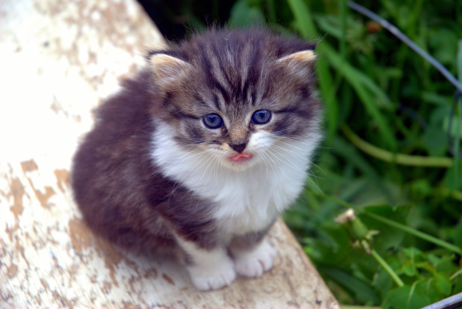 Nikon D80 sample photo. Kitten, cat, cute photography