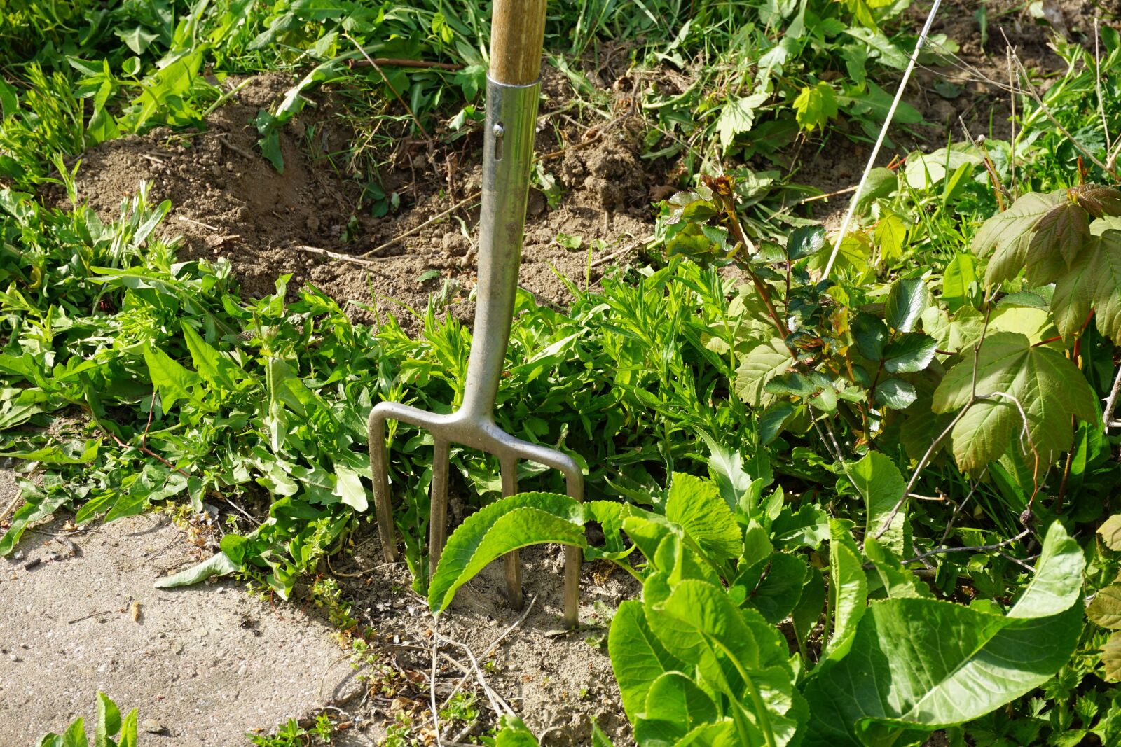 Sony a6000 sample photo. Gardening, gardening equipment, garden photography