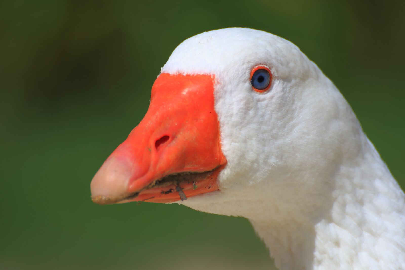 Canon EOS 70D sample photo. White goose, goose, domestic photography