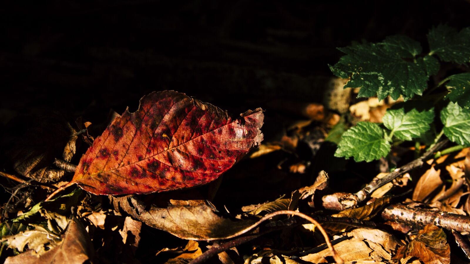 Canon EOS 650D (EOS Rebel T4i / EOS Kiss X6i) sample photo. Leaves, autumn, fall foliage photography
