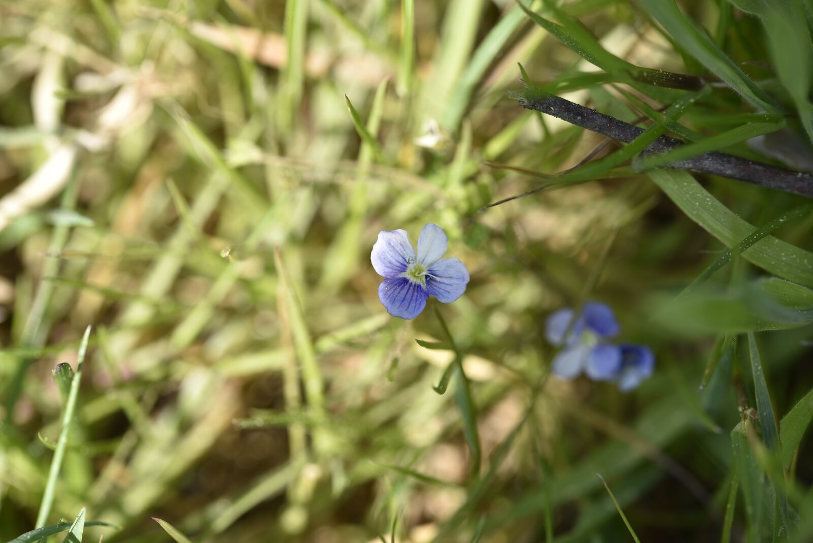 Nikon D750 sample photo. Spring, flowers, nature photography
