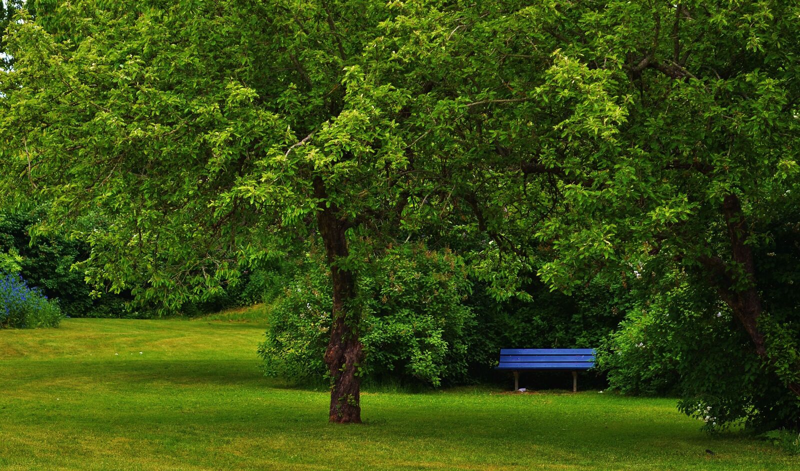 Nikon D7000 sample photo. Park, natur, summer photography
