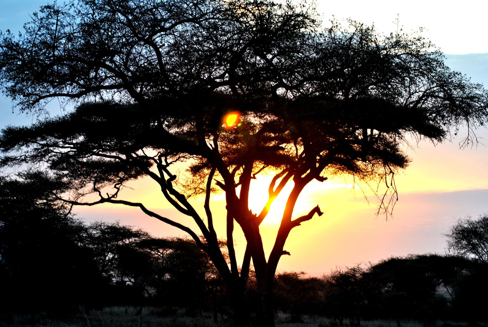 Nikon D3000 sample photo. Tree, nature, dawn photography