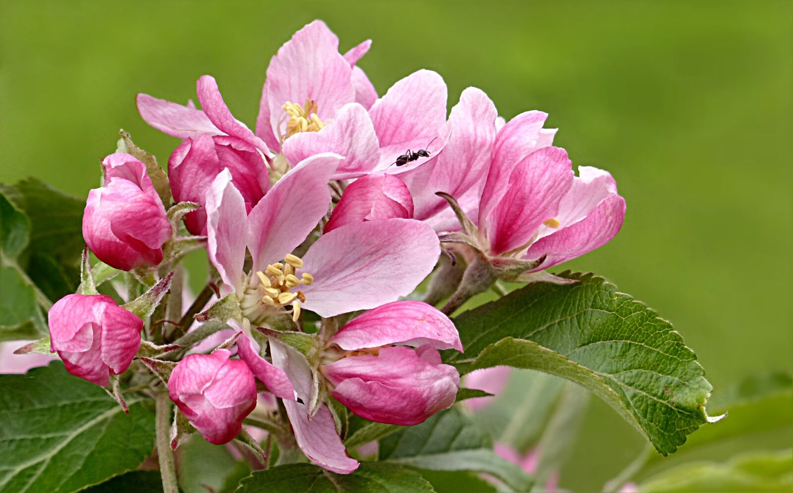 Panasonic Lumix DMC-FZ200 sample photo. Blossom, bloom, pink photography