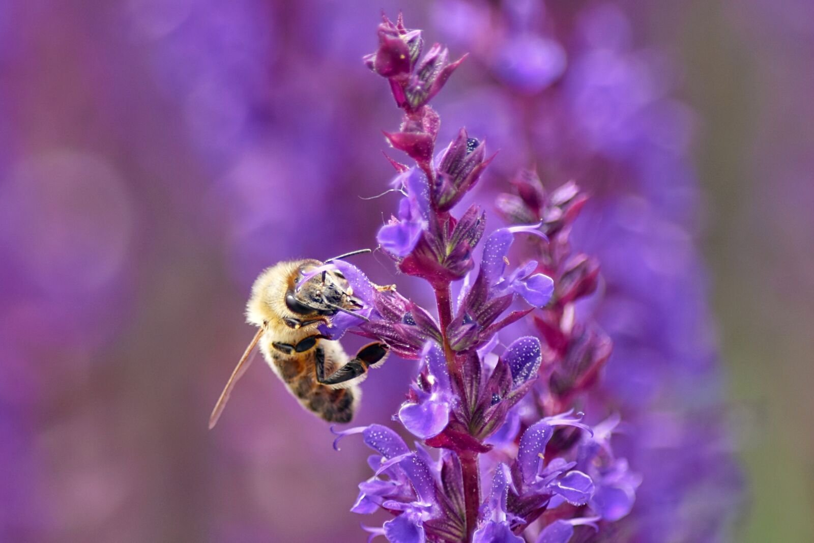 Nikon D7200 sample photo. Bee, purple, macro photography
