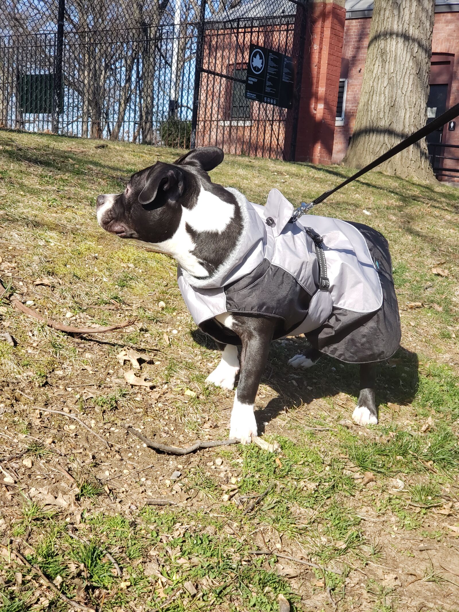Samsung Galaxy S9+ sample photo. Puppy, american pocket bully photography