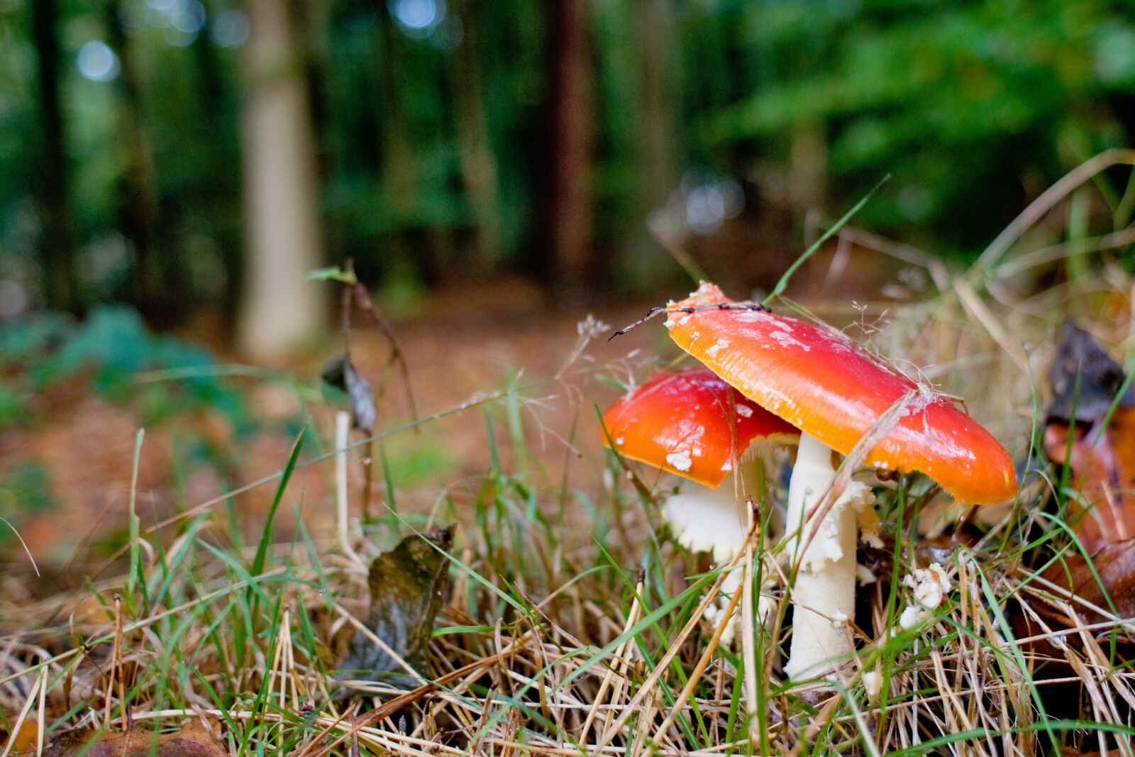 Nikon D90 sample photo. Mushrooms, forest, autumn photography