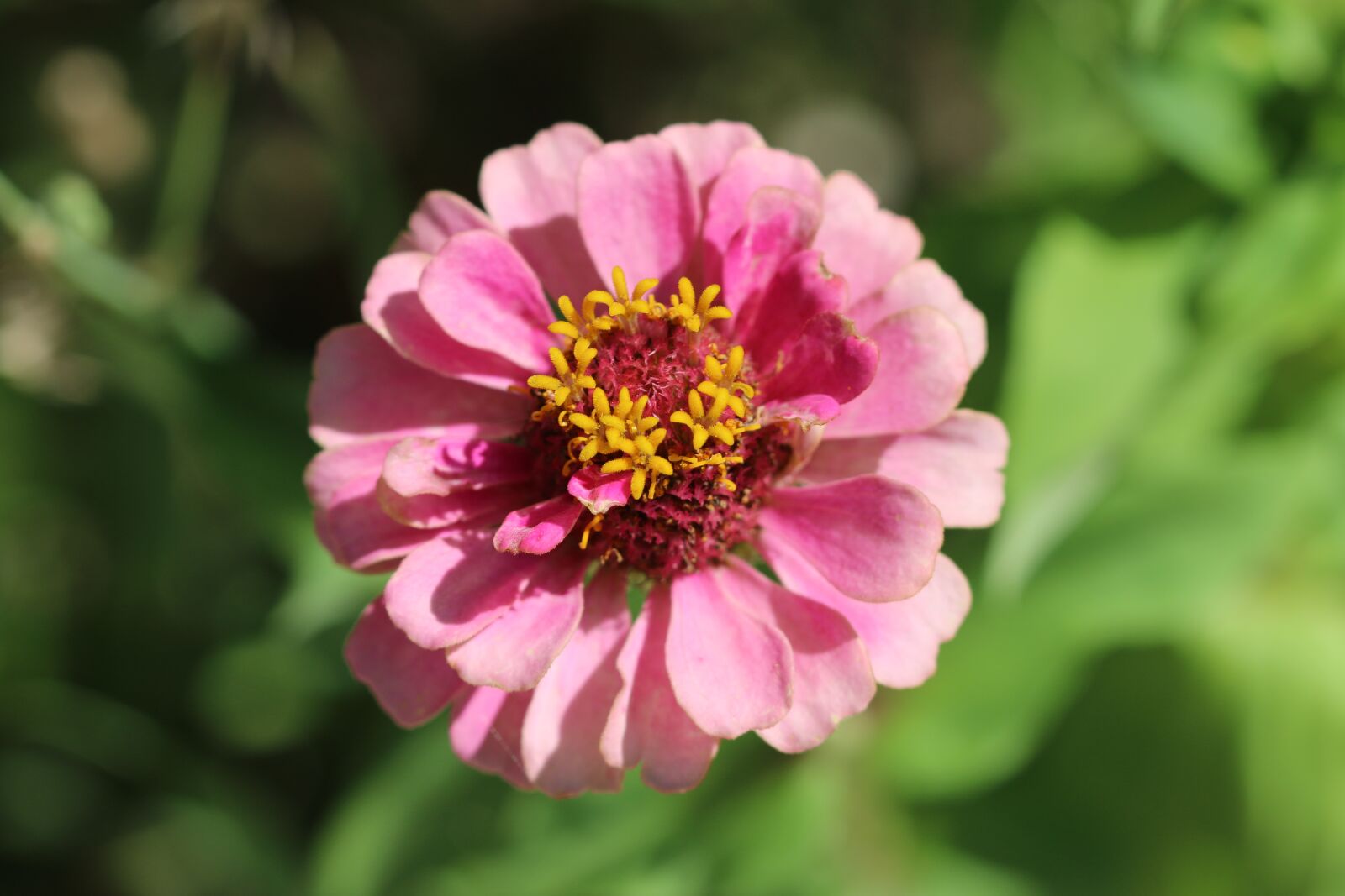 Canon EOS 70D + Canon EF 100mm F2.8 Macro USM sample photo. Rose, nature, flower photography