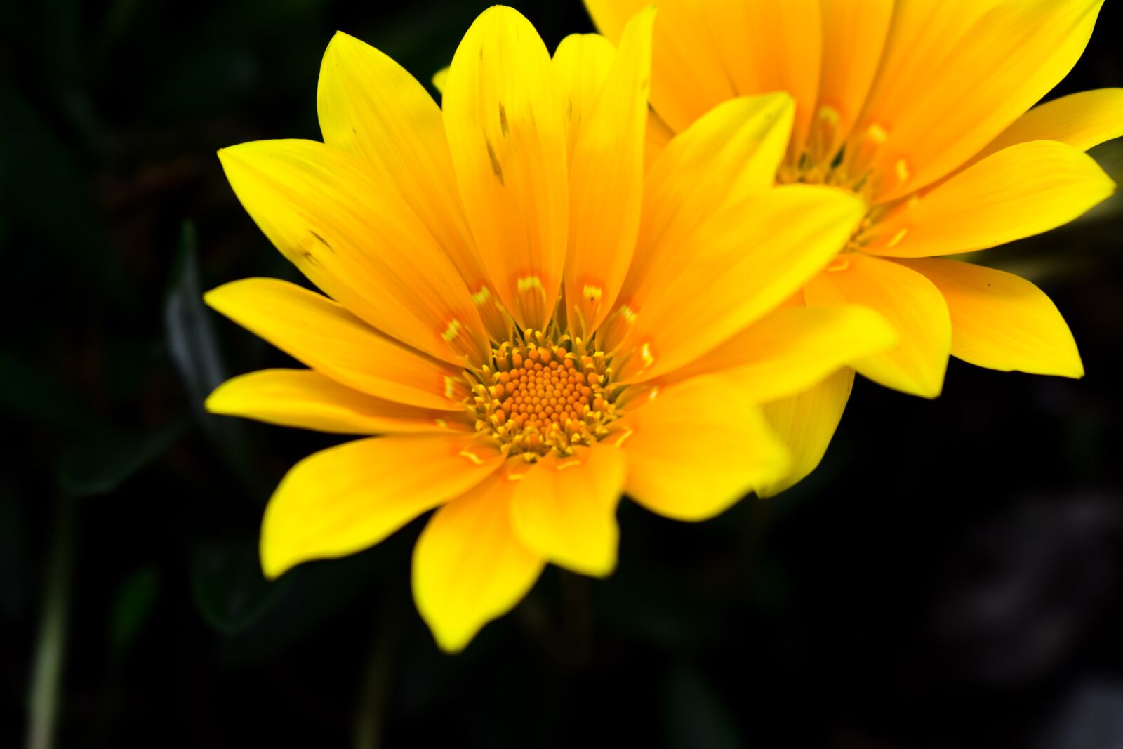 Nikon D3400 sample photo. Flower, beautiful yellow flower photography