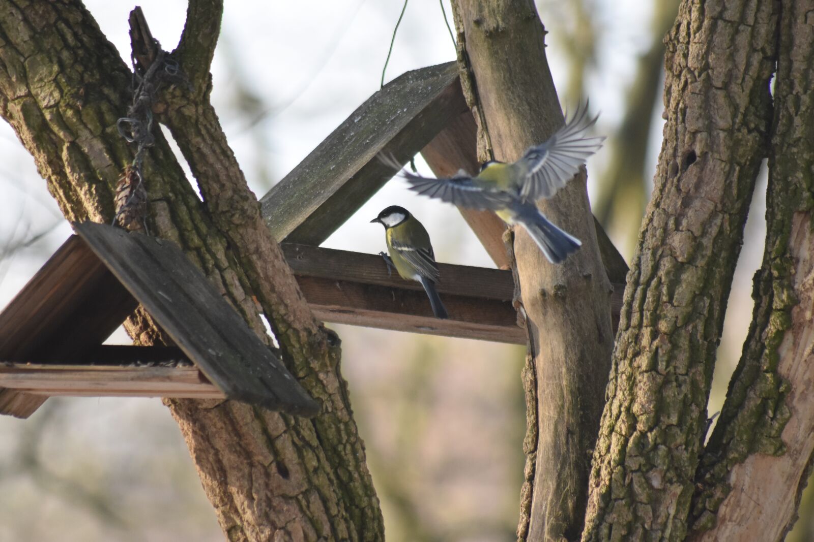 Nikon D7200 sample photo. Titmouse, bird feeder, forest photography