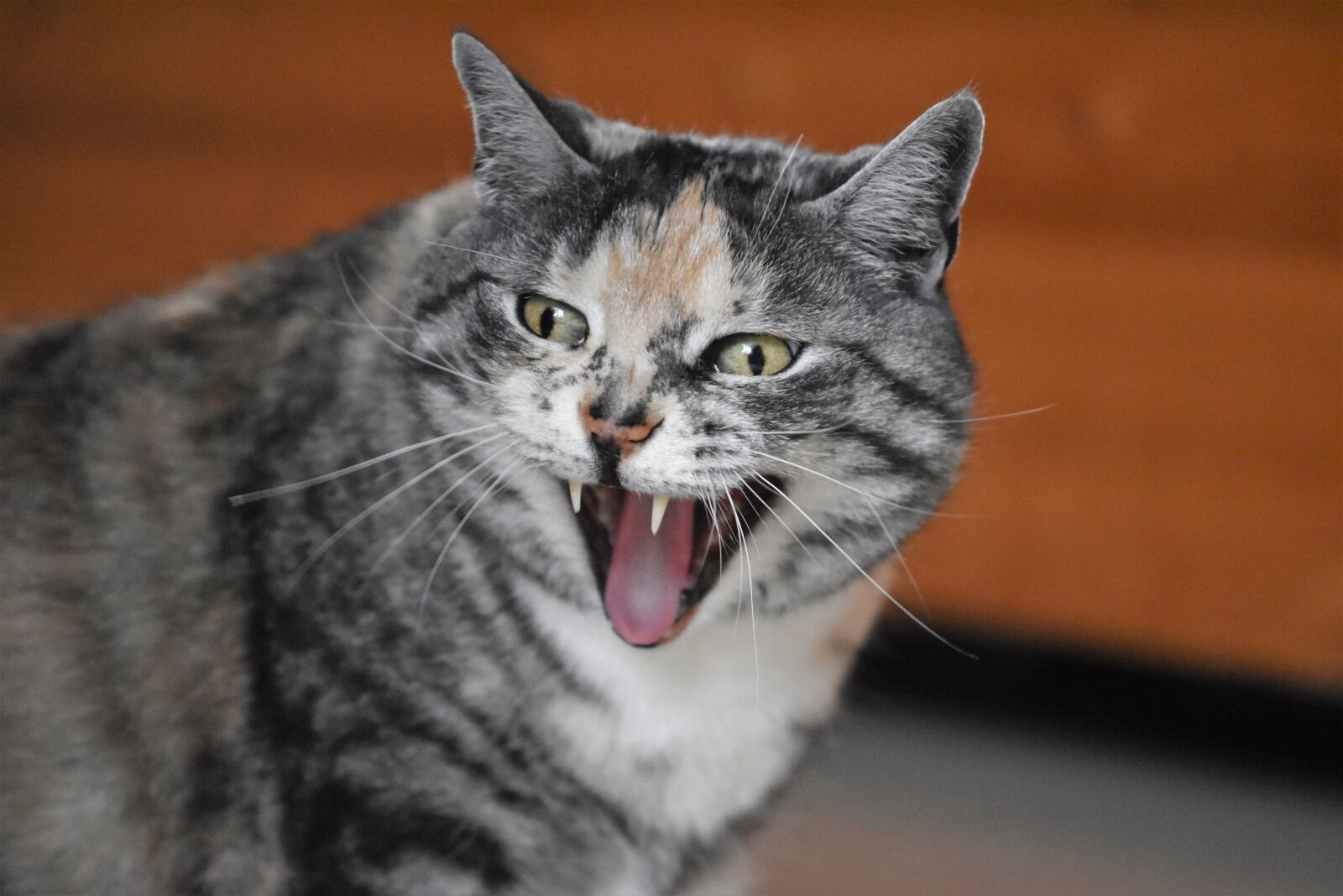 Nikon D5600 sample photo. Cat, yawns, laughs photography