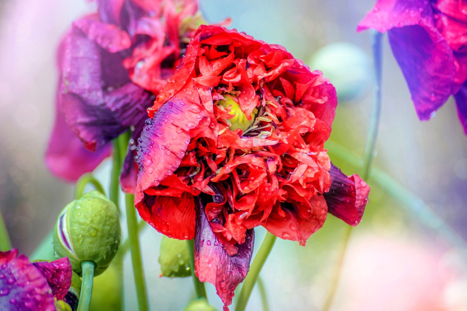 Sony DT 55-300mm F4.5-5.6 SAM sample photo. Poppy flower, pink, red photography