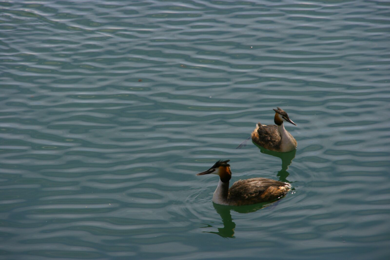 Canon EOS 400D (EOS Digital Rebel XTi / EOS Kiss Digital X) sample photo. Animals, birds, nature photography