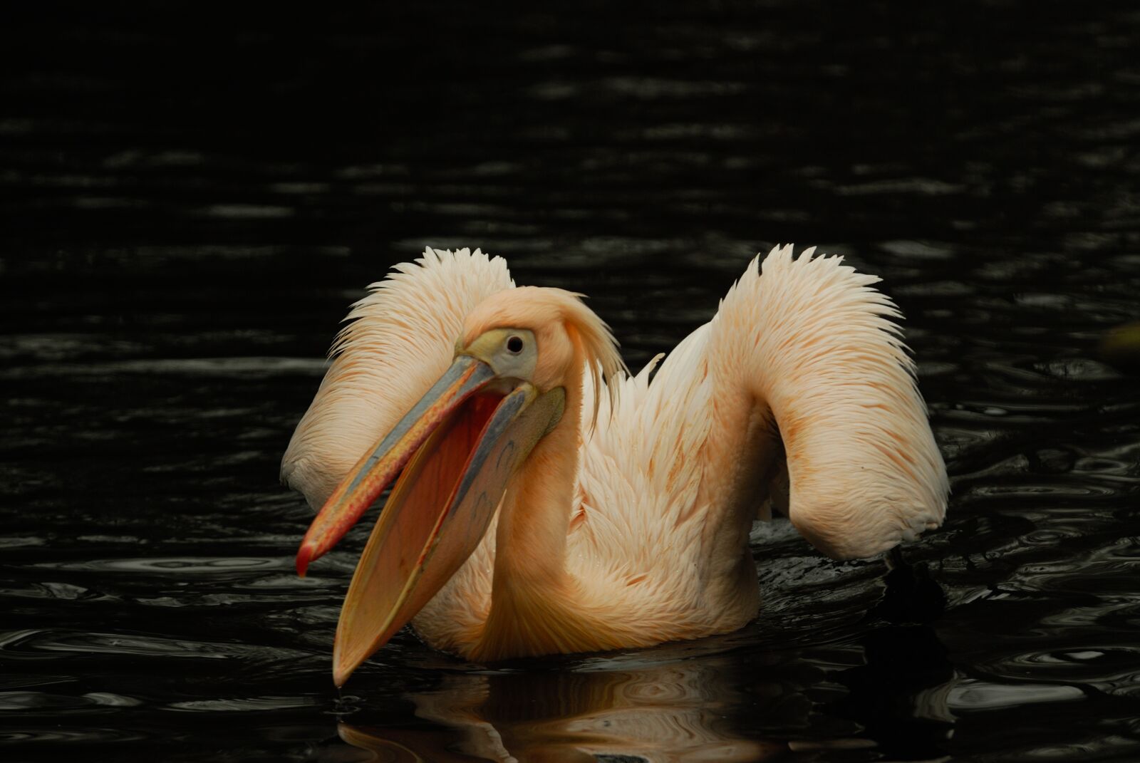 Nikon D200 sample photo. Artis, pelican, bird photography