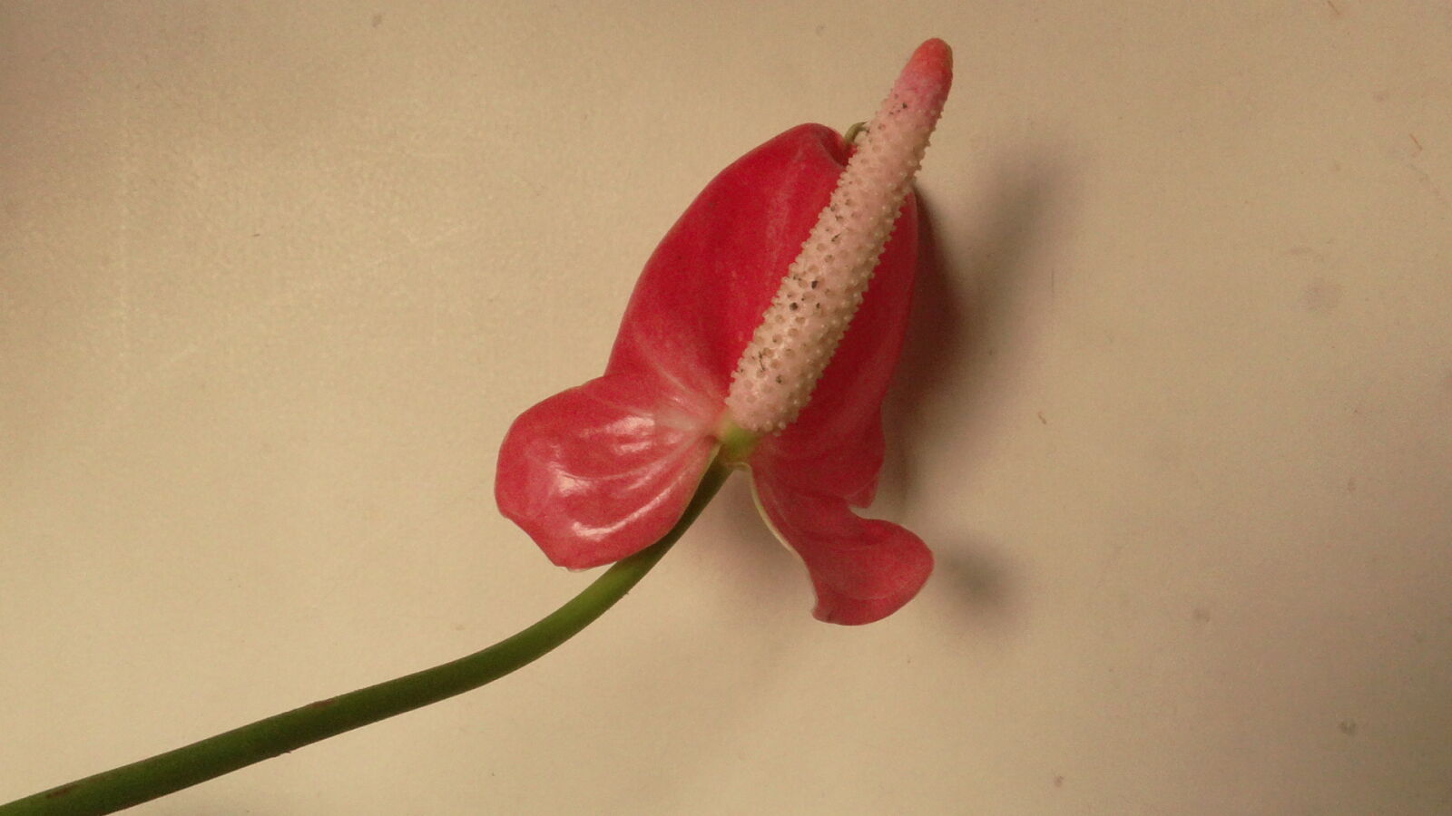 Sony DSC-HX200V sample photo. 365, photos, anthurium, flower photography