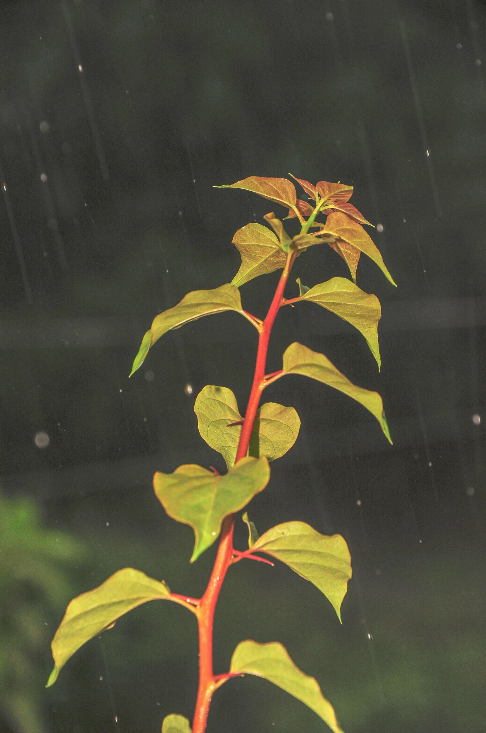 Nikon D90 sample photo. Rain, leaves, nature photography
