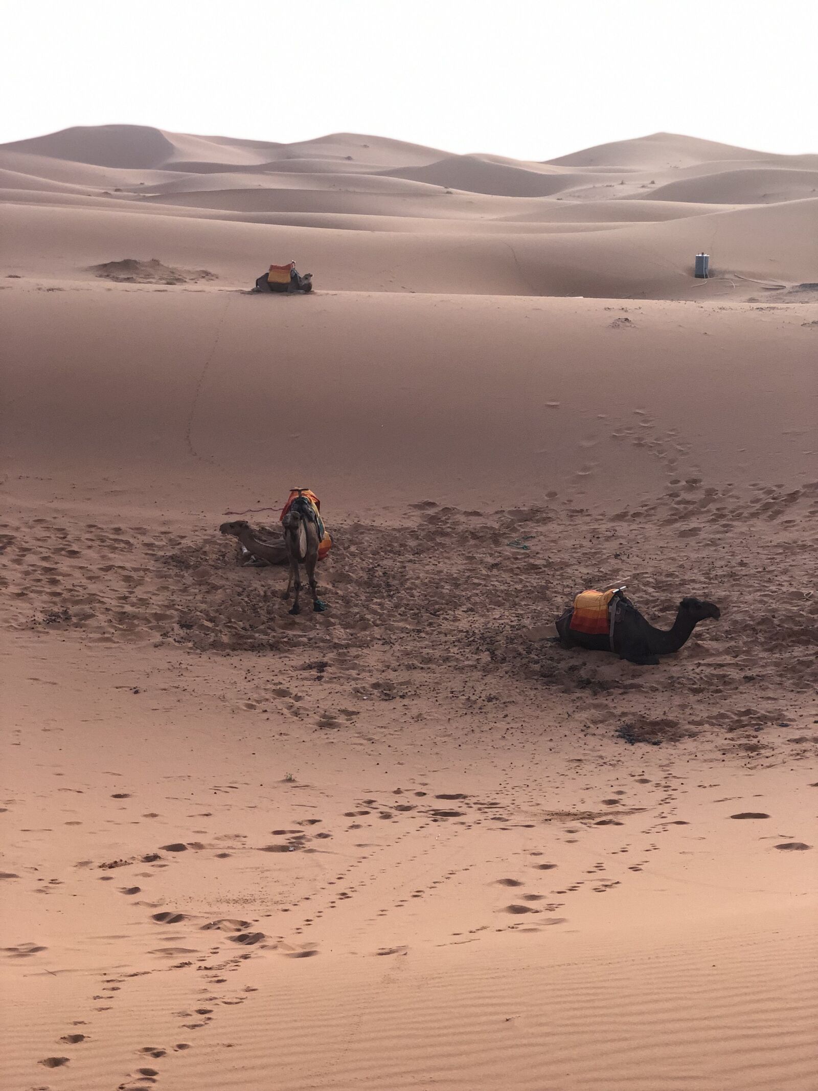 iPhone X back dual camera 6mm f/2.4 sample photo. Desert, morocco, marruecos photography