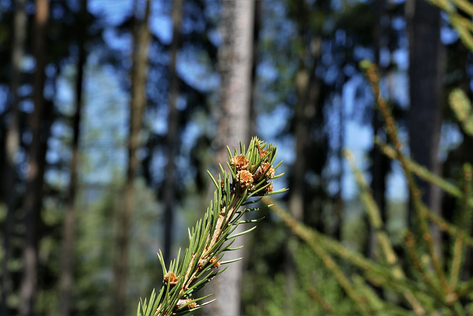 Panasonic Lumix DMC-FZ1000 sample photo. Spruce buds, shoots, boy photography
