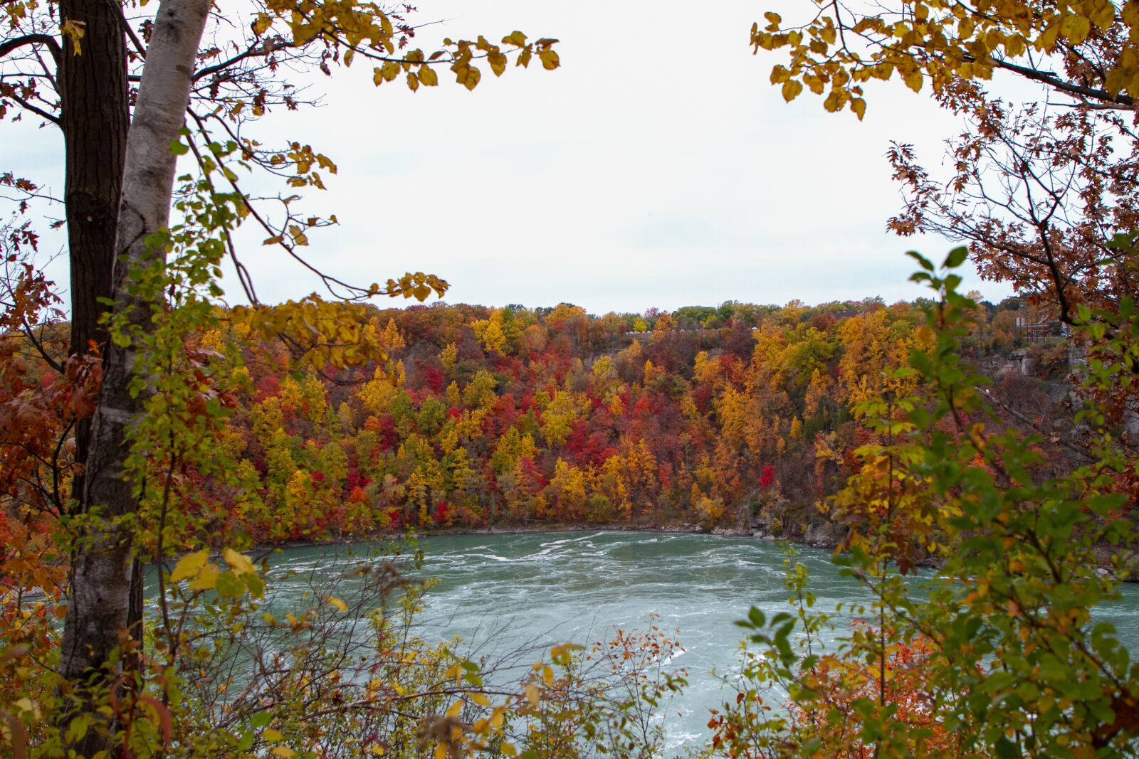 Canon EOS 7D sample photo. Autumn, fall, leaves photography