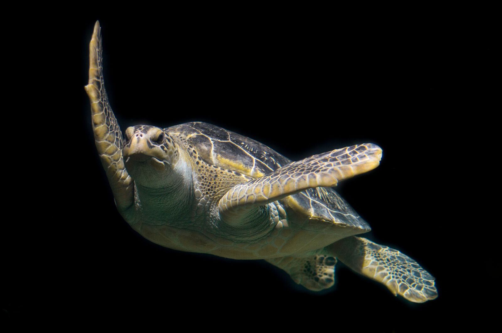 Nikon D610 sample photo. Turtle, green, sea photography