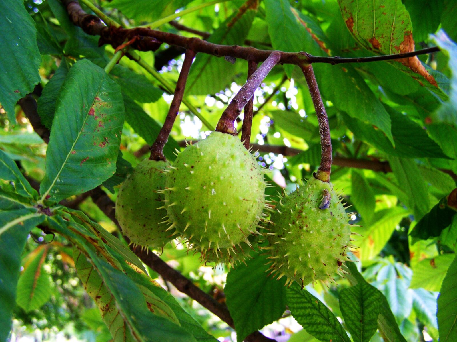 Kodak EASYSHARE ZD710 ZOOM DIGITAL CAMERA sample photo. Horse chestnut, crop, autumn photography