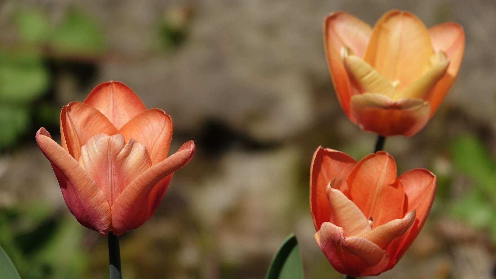 Sony Cyber-shot DSC-RX10 IV sample photo. Tulip, flower, plant photography