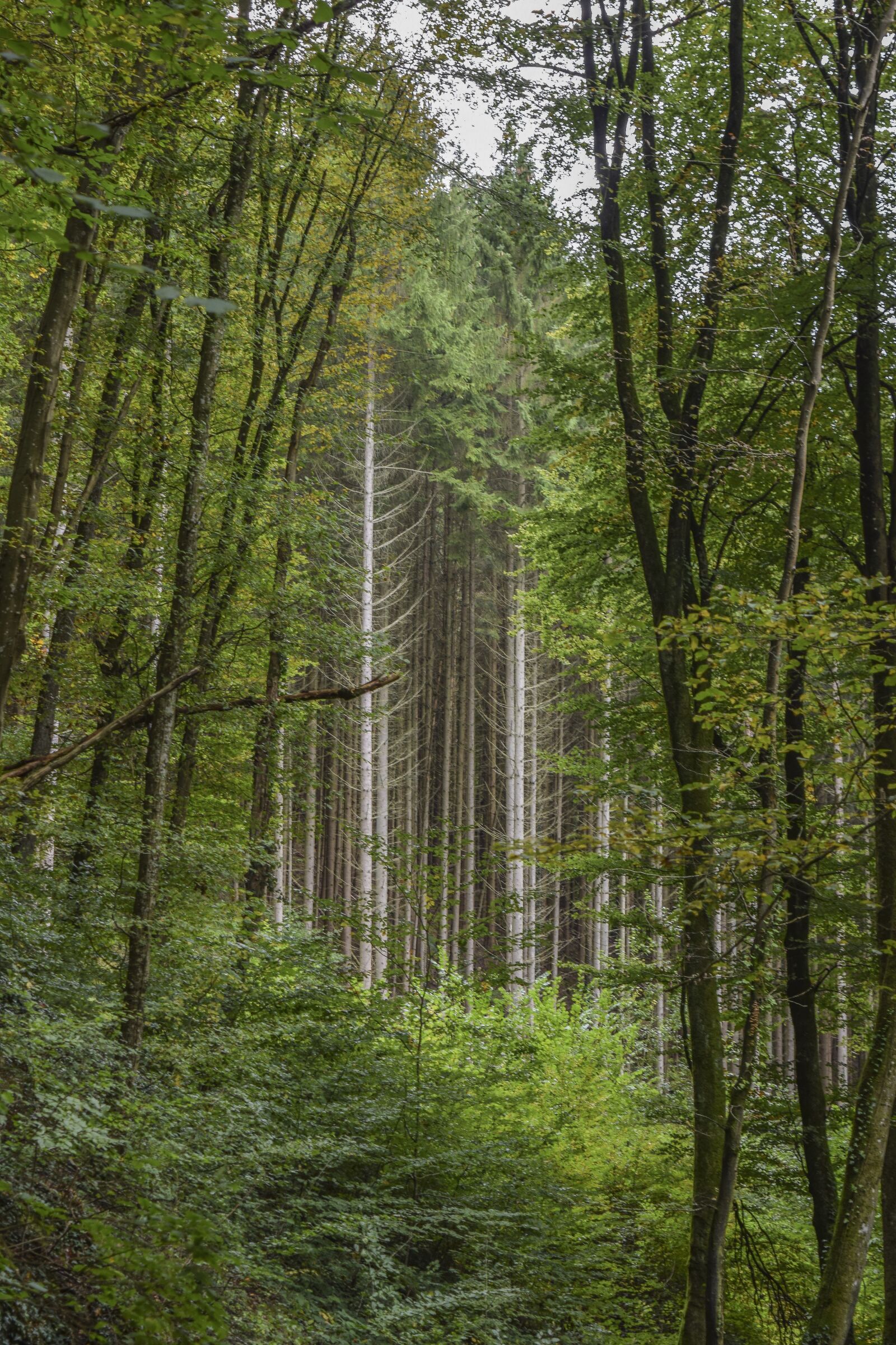 Nikon D3300 sample photo. Forest, nature, landscape photography