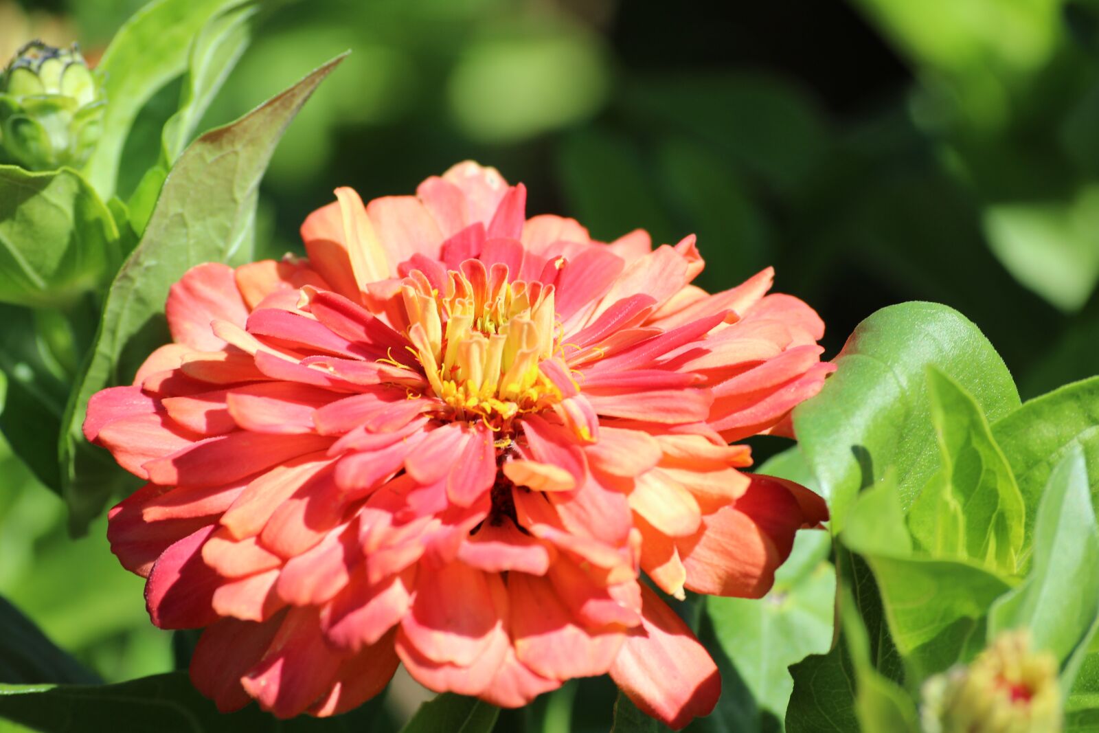 Canon EOS 1200D (EOS Rebel T5 / EOS Kiss X70 / EOS Hi) sample photo. Nature, flower, summer photography