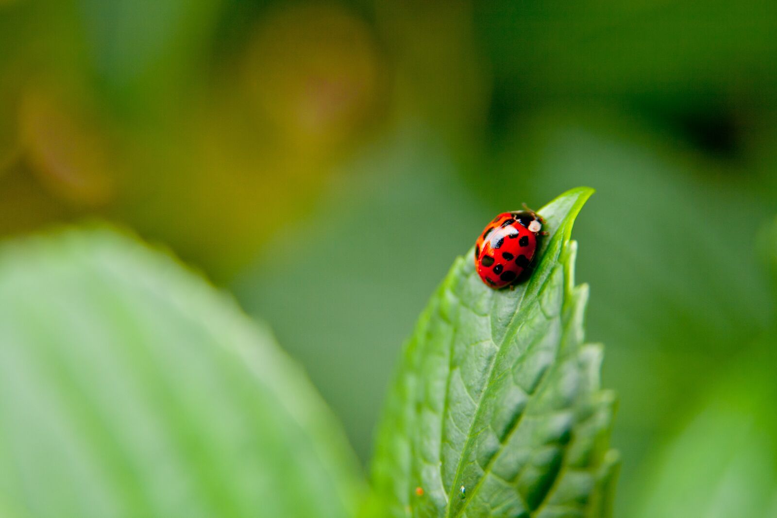 Canon EOS 400D (EOS Digital Rebel XTi / EOS Kiss Digital X) sample photo. Beetle, close-up, insect photography