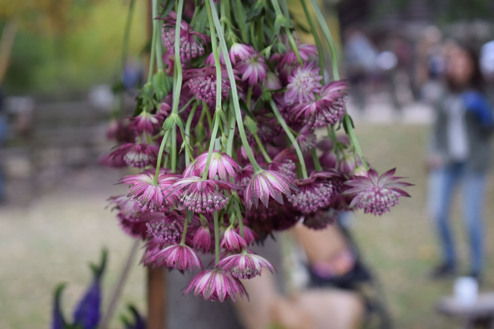 Nikon D3300 sample photo. Stjärnflocka, perennial, flower photography