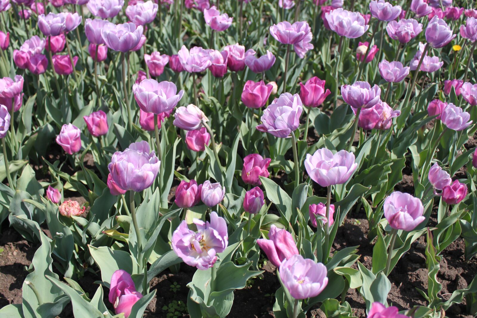 Canon EOS 500D (EOS Rebel T1i / EOS Kiss X3) sample photo. Mayday, tulips, flora photography