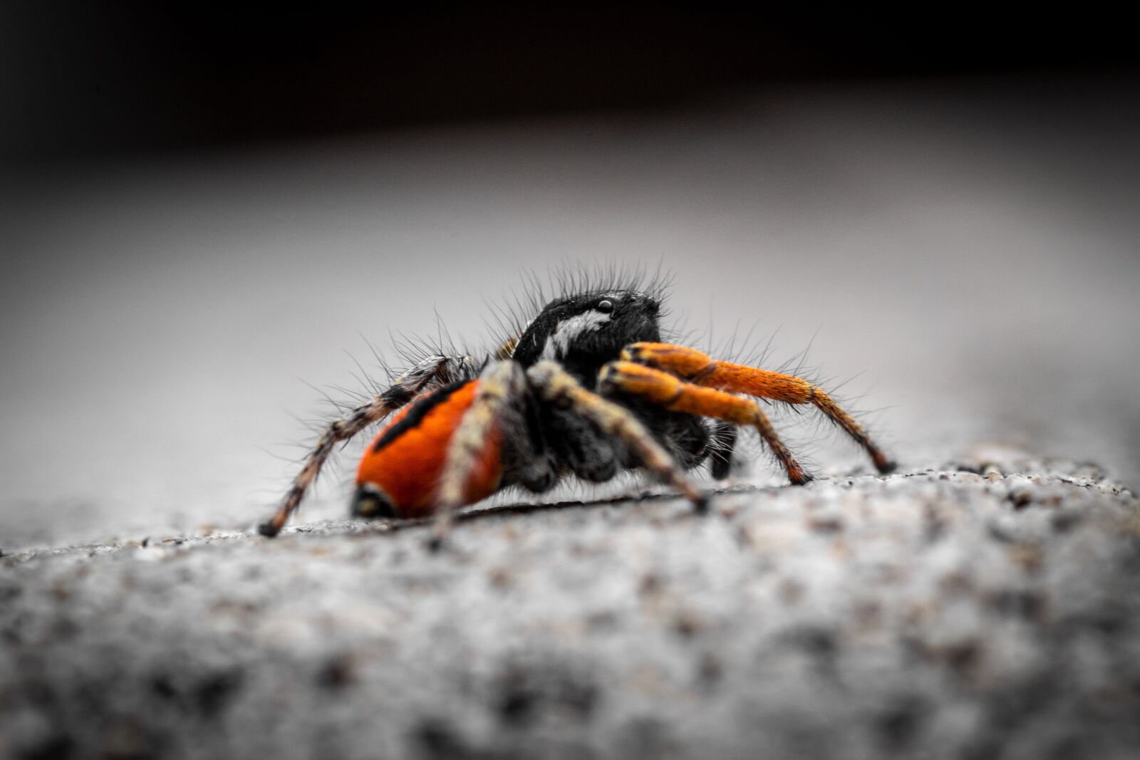 Canon EOS 1300D (EOS Rebel T6 / EOS Kiss X80) sample photo. Spider, salticidae, insect photography