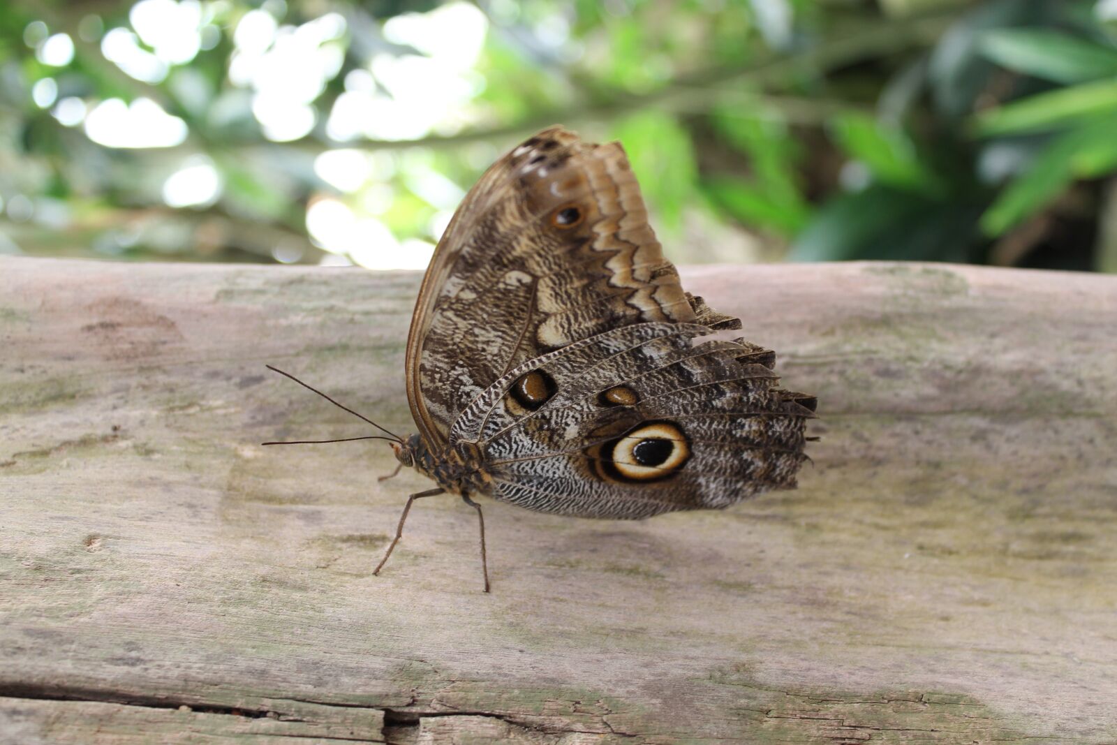 Canon EOS 1100D (EOS Rebel T3 / EOS Kiss X50) sample photo. Butterfly, owl butterfly, insect photography
