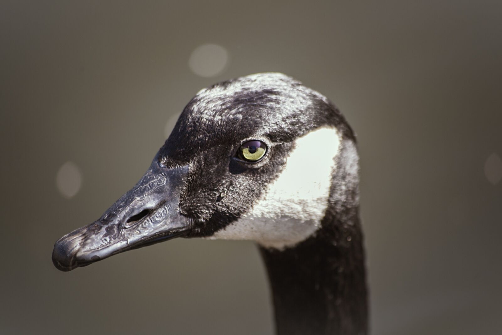 Canon EOS 5D Mark II sample photo. Goose, animal, bird photography