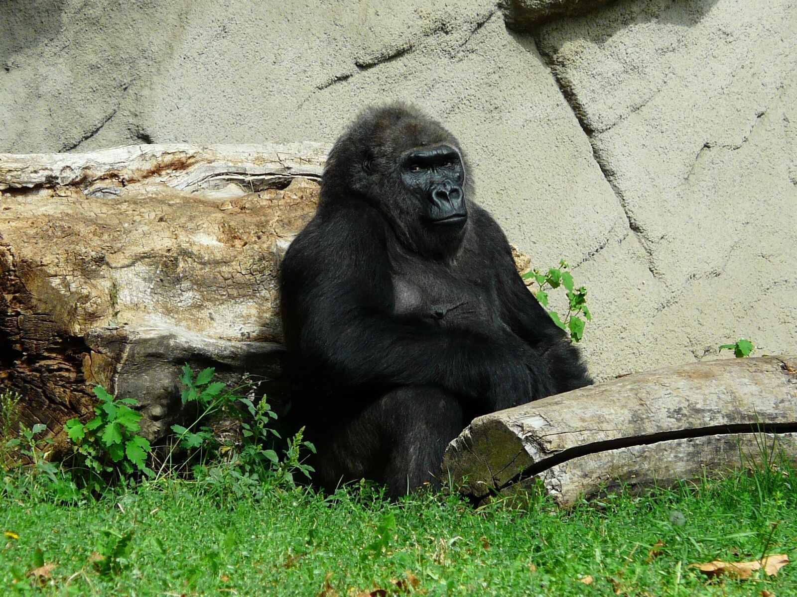 Panasonic DMC-FZ18 sample photo. Hungary, budapest, zoo photography