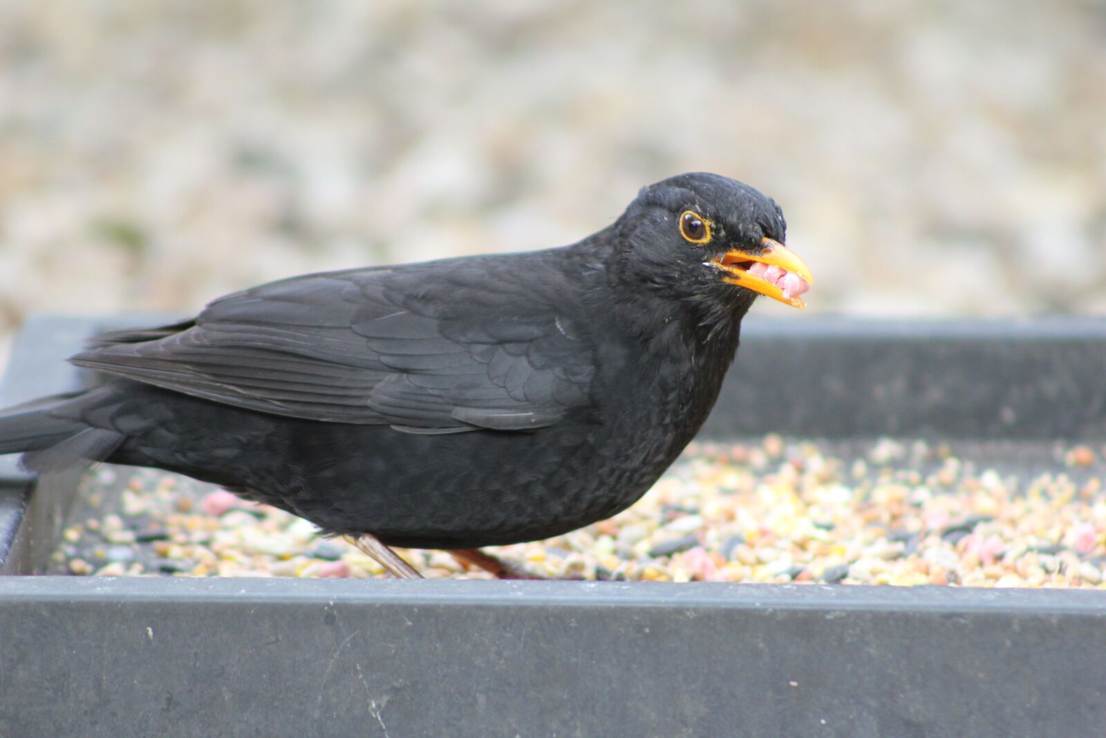 Canon EOS 550D (EOS Rebel T2i / EOS Kiss X4) sample photo. Bird, blackbird, feather photography
